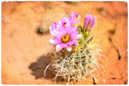 Picture of DESERT FLOWER 4