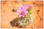 Picture of DESERT FLOWER 4