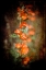 Picture of DESERT FLOWER 5