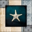 Picture of BLUE SEA BUMPY STAR
