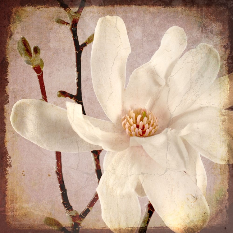 Picture of PAPER MAGNOLIA CLOSEUP