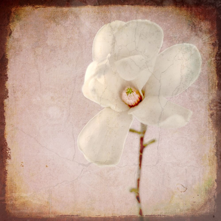 Picture of PAPER MAGNOLIA