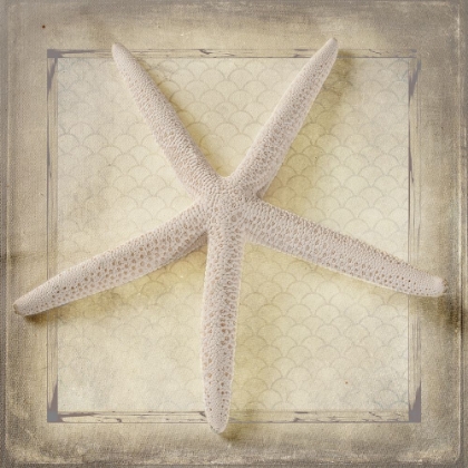 Picture of STARFISH