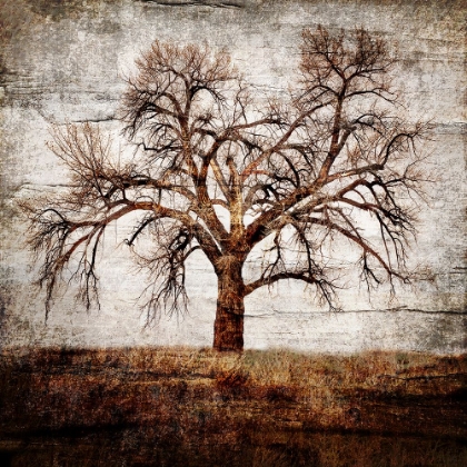 Picture of COTTONWOOD TREE PART 01