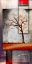 Picture of COTTONWOOD TREE PART 04