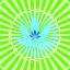 Picture of POT 6 BLACK LIGHT 3