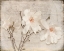 Picture of SPRING MAGNOLIA