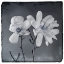 Picture of BLUE MAGNOLIA 3