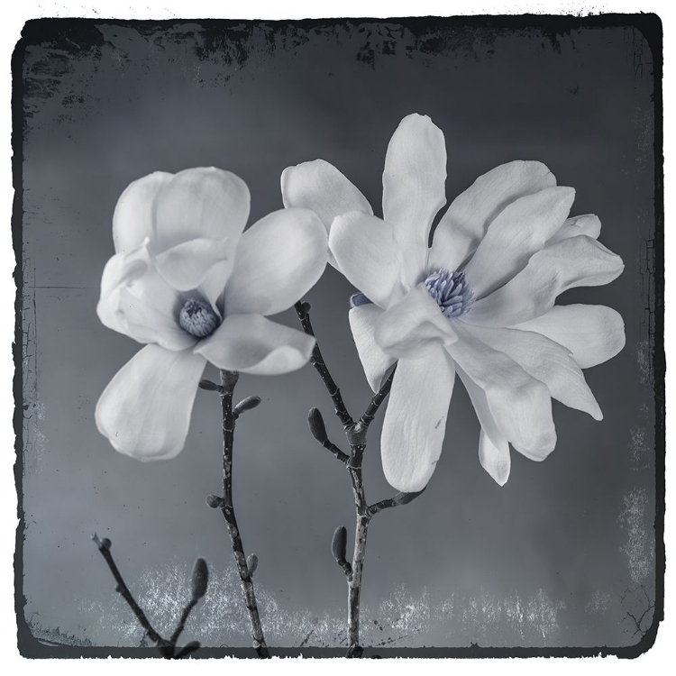 Picture of BLUE MAGNOLIA 3