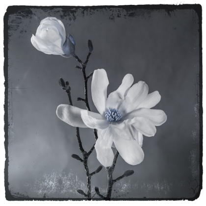 Picture of BLUE MAGNOLIA