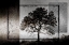 Picture of JULY TREE