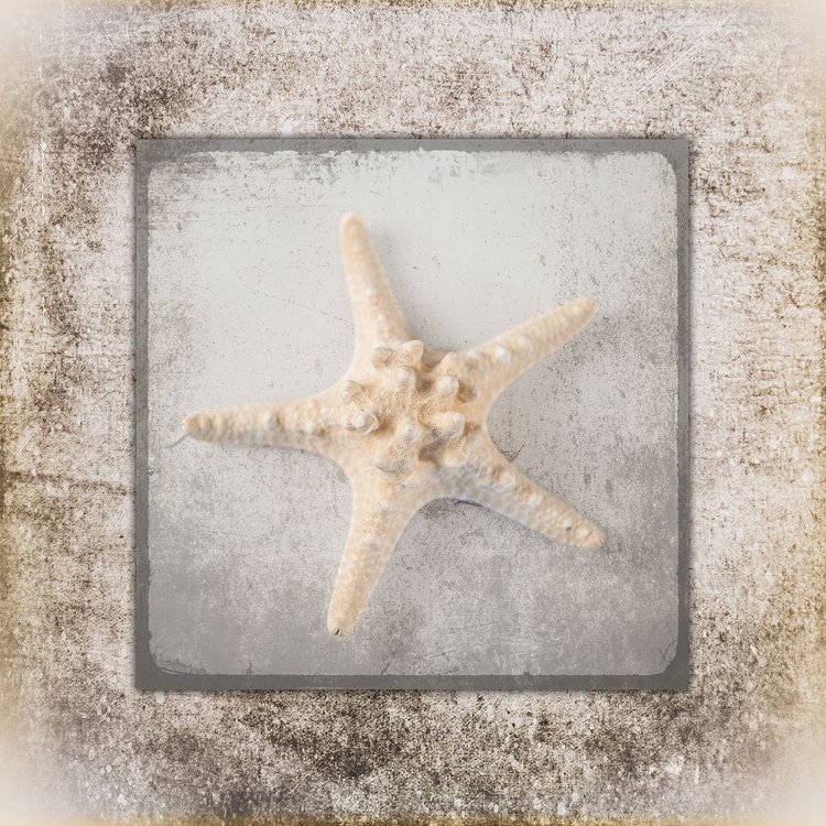 Picture of STONE STAR 2