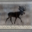 Picture of MOOSE PATTERN MOOSE SQUARE