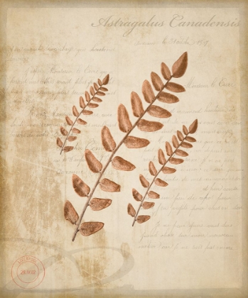 Picture of SCIENTIFIC PLANT 2