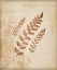 Picture of SCIENTIFIC PLANT 2