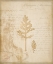 Picture of SCIENTIFIC PLANT 4