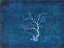 Picture of GYPSY BLUE CYANOTYPE V2
