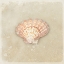 Picture of GYPSY SEA BROWN 1