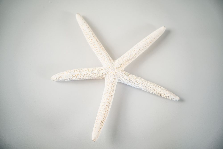 Picture of SEA STAR 1