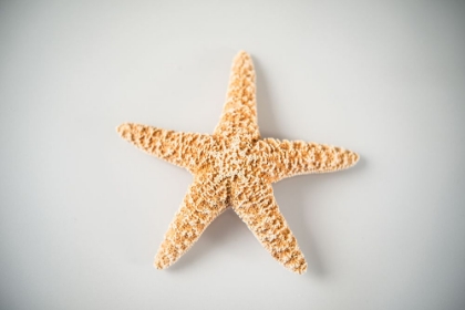 Picture of SEA STAR 4