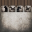 Picture of GYPSYHORSE COLLECTIONSURFACEPATTERN V2 4