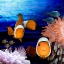 Picture of SEA CREATURES_CLOWN FISH