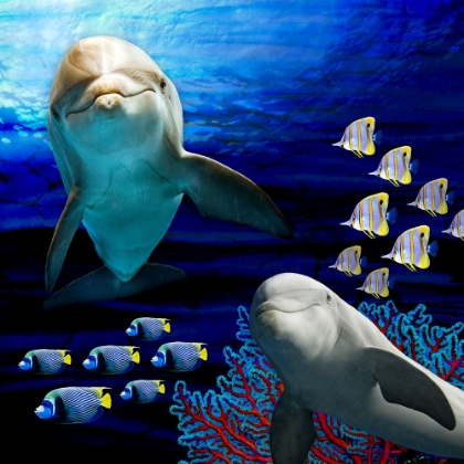 Picture of SEA CREATURES_DOLPHINES 2