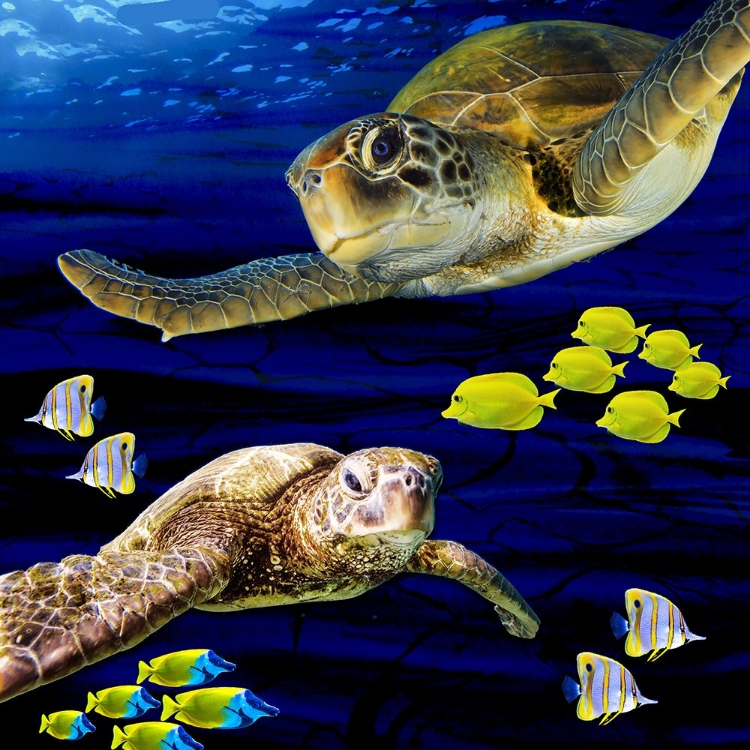 Picture of SEA CREATURES_TURTLE 2