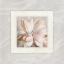 Picture of PINK IVORY PORTRAIT 01