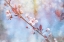 Picture of SPRING BLOOMS 01