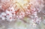 Picture of SPRING BLOOMS 04