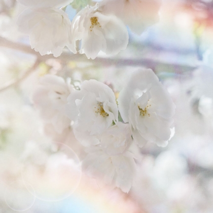 Picture of APPLE BLOSSOMS 01
