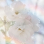 Picture of APPLE BLOSSOMS 02