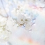 Picture of APPLE BLOSSOMS 04