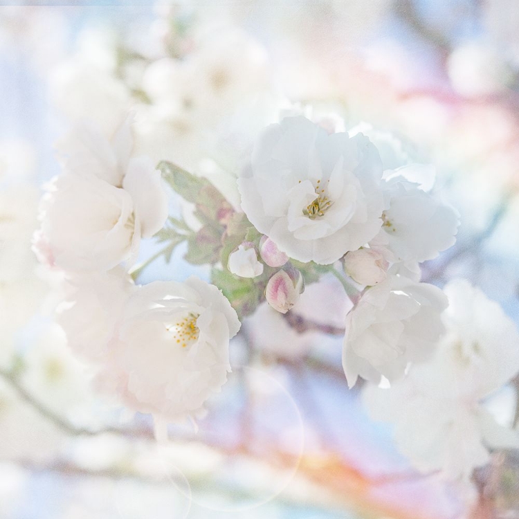 Picture of APPLE BLOSSOMS 05