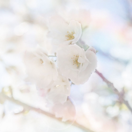 Picture of APPLE BLOSSOMS 06