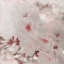 Picture of PINKY BLOSSOM 1