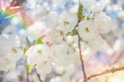 Picture of WHITE SPRING BLOSSOMS 01