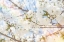 Picture of WHITE SPRING BLOSSOMS 02