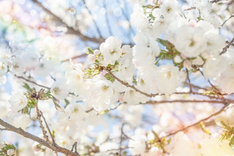 Picture of WHITE SPRING BLOSSOMS 02