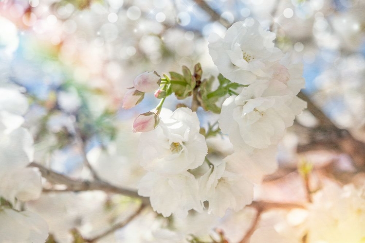 Picture of WHITE SPRING BLOSSOMS 03