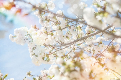 Picture of WHITE SPRING BLOSSOMS 04