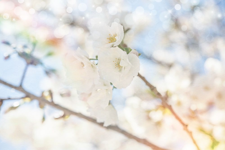 Picture of WHITE SPRING BLOSSOMS 05