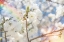 Picture of WHITE SPRING BLOSSOMS 07