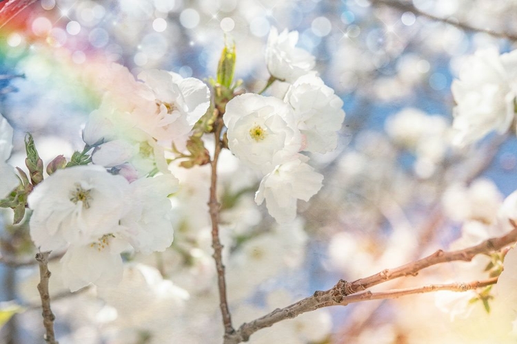 Picture of WHITE SPRING BLOSSOMS 07