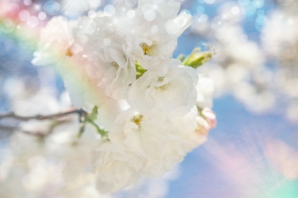 Picture of WHITE SPRING BLOSSOMS 08
