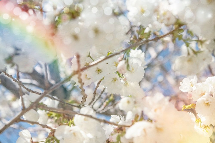 Picture of WHITE SPRING BLOSSOMS 09