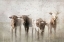 Picture of ANTIQUE FARM 13