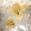 Picture of YELLOW TULIP 03
