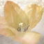 Picture of YELLOW TULIP 04